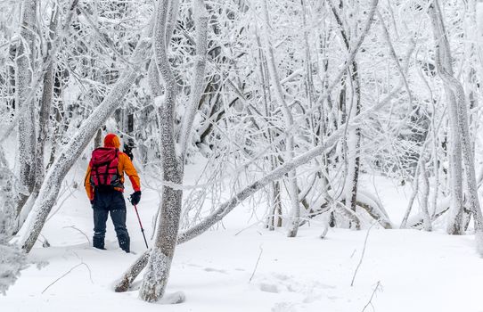 Tourist with a backpack in a frozen forest. Footprints in the snow. Winter walking tour. Different pastime. Ukraine.