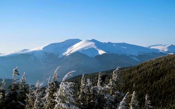 Scenery of a winter blue mountains in the snow. Trees. Blue sky. Carpathians. Ukraine