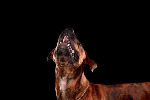 Young mixed-breed / boxer dog looking up on black background