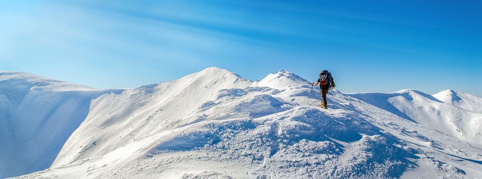 Tourist rises to the top of the snowy ridge. The sky is clear, sunny. Winter. Ukrainian Carpathian Mountains. With sun rays