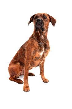 Boxer dog in front of white background