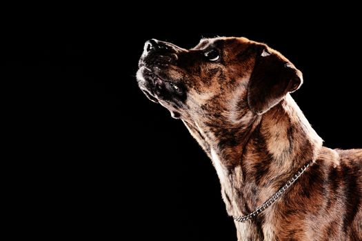 Young mixed-breed / boxer dog looking up on black background