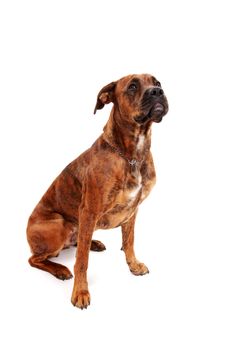 Boxer dog in front of white background