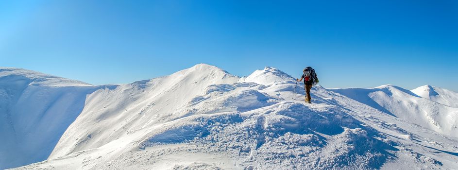 Tourist rises to the top of the snowy ridge. The sky is clear, sunny. Winter. Ukrainian Carpathian Mountains