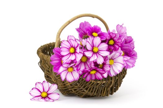 cosmos flowers in a basket on white background