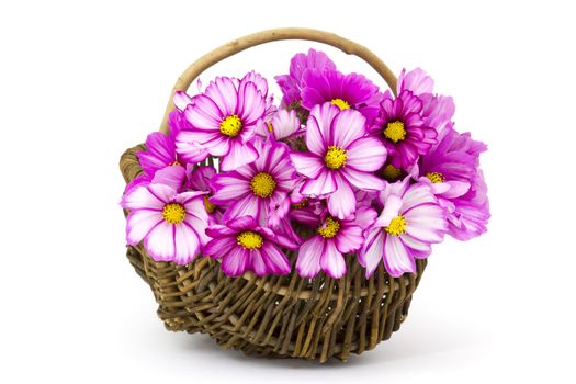 cosmos flowers in a basket on white background