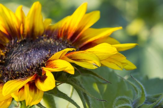 sunflower in the garden (Helianthus)