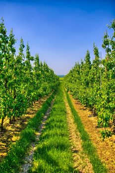 Rows of young apple trees in Belgium countryside, Benelux, HDR
