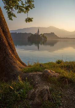 Little Island with Catholic Church in Bled Lake, Slovenia  at Sunrise with Castle and Mountains in Background and Tree Root in Foreground