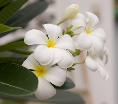 white and yellow frangipani flowers with leaves in background