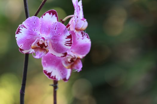 White and purple phalaenopsis orchid flower blooms in spring in a tropical botanical garden in Hawaii.
