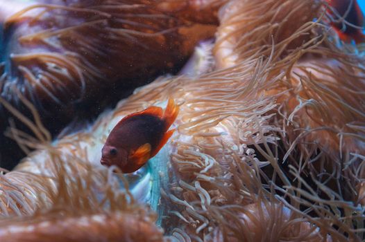 Red saddleback anemonefish, Amphiprion ephippium, stays close to its anemone in the ocean