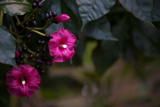 Red purple flower blooms on a tropical vine in a tropical botanical garden in South America.