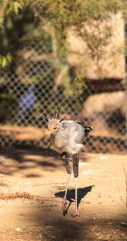 Secretary bird, Sagittarius serpentarius, is endemic to the African savannah and eats snakes.