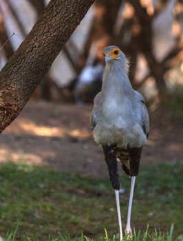 Secretary bird, Sagittarius serpentarius, is endemic to the African savannah and eats snakes.