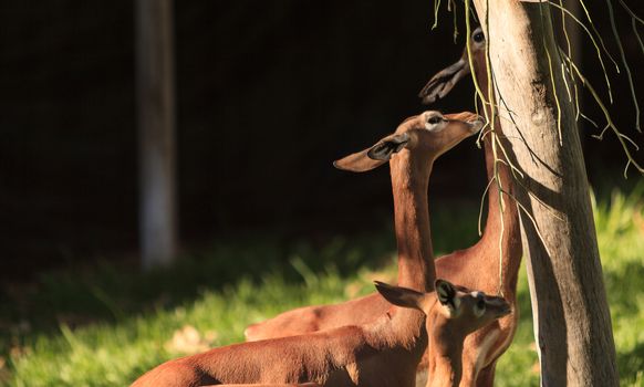 Southern gerenuk, Litocranius walleri, eat leaves off a tree in Africa on the grasslands.