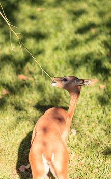 Southern gerenuk, Litocranius walleri, eat leaves off a tree in Africa on the grasslands.