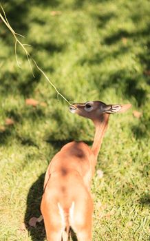 Southern gerenuk, Litocranius walleri, eat leaves off a tree in Africa on the grasslands.