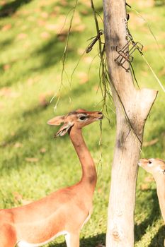 Southern gerenuk, Litocranius walleri, eat leaves off a tree in Africa on the grasslands.