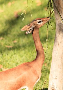 Southern gerenuk, Litocranius walleri, eat leaves off a tree in Africa on the grasslands.