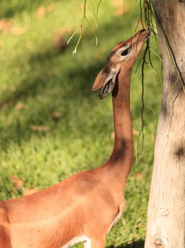 Southern gerenuk, Litocranius walleri, eat leaves off a tree in Africa on the grasslands.