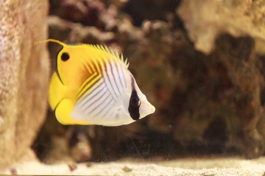Threadfin butterflyfish, Chaetodon auriga, is a yellow, white and black fish with a sharp, pointed mouth found on the marine reef.