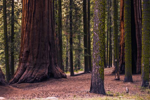 Sierra Nevada Forest with Giant Sequoias. California, United States.