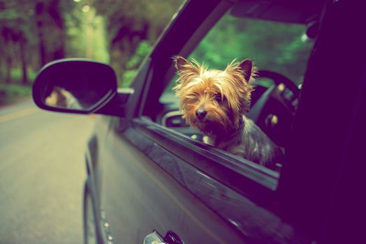 Dog Traveling in a Car. Silky Terrier Taking Look Out of the Car Window. Traveling with Dog.