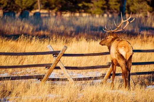 North American Elk in Colorado Estes Park. Elk Near Wood Fence.