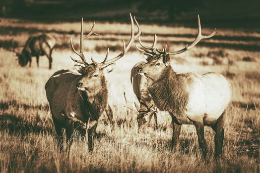 Colorado Elks Gang in Estes Park. Colorado Wildlife. Vintage Brown Color Grading.