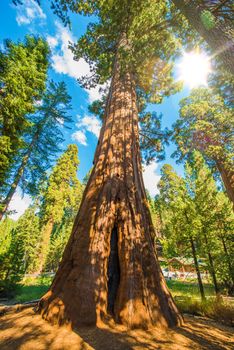 Sunny Day Between Sequoias. Sequoia National Park in California, USA.