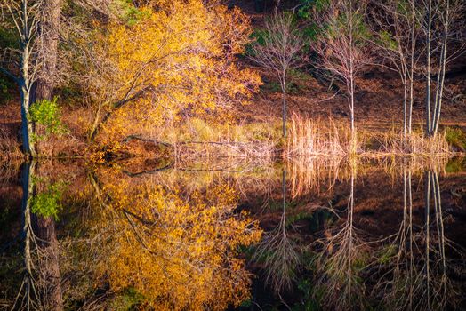 Lake Reflections. Lake in the Forest. California, USA.