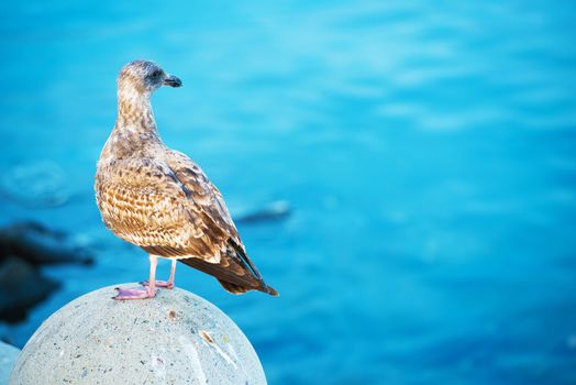 Seagull on the Blue Sea Background