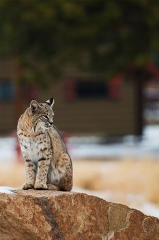 Colorado Bobcat. Bobcat Seating on Boulder. Colorado, United States.