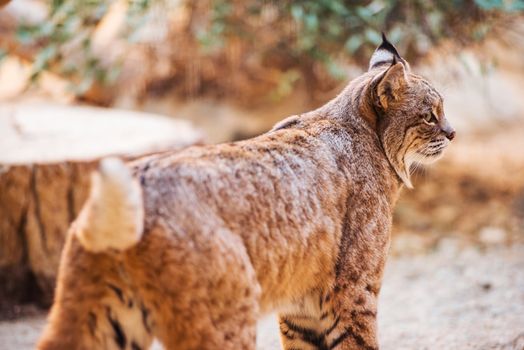 Bobcat Closeup. Colorado Adult Bobcat. 