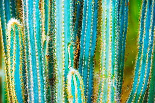 Cactus Specie Closeup Photo. California Cactuses.