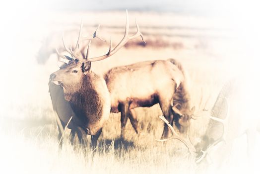 American Elks Faded to White Background. Colorado Wildlife Concept Background.