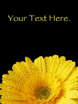 A beautiful closeup view of a vibrant yellow gerbera flower with dew water drops and a contrasting black background.