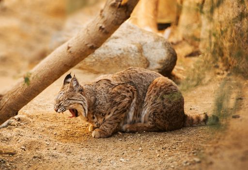 Bobcat is a North American Mammal. Adult Bobcat (Lynx Rufus) Photo.