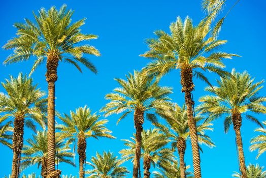 California Palms and the Blue Sky. Palms Plantation. Ladders on the Trees.