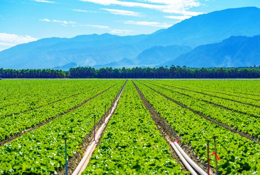 California Produce Theme. Lettuce Field in Coachella Valley, California, United States.
