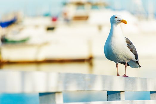 California Seagull. Seagull at the White Harbors Fence. San Diego, California Wildlife.