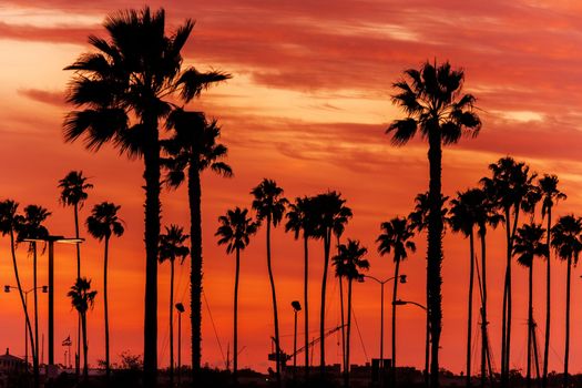 California Sanset Scenery. Reddish Sunset Sky and California Palms. Sunset Background.