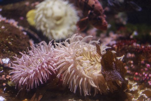 Pink anemone, Urticina crassicornis, on a reef in the ocean