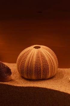 Bleached coral and urchin skeleton decor on a bronzed background