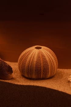 Bleached coral and urchin skeleton decor on a bronzed background