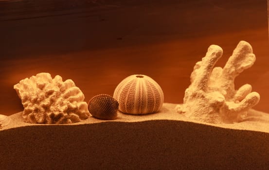 Bleached coral and urchin skeleton decor on a bronzed background