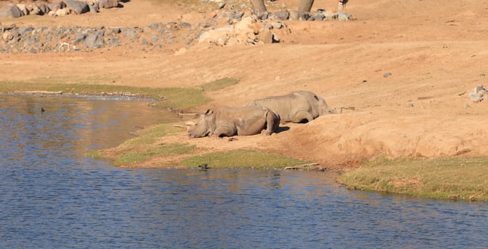 White African rhinoceros, Ceratotherium simum, is found in Africa along the grass planes and is now endangered