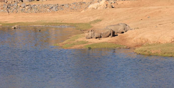 White African rhinoceros, Ceratotherium simum, is found in Africa along the grass planes and is now endangered