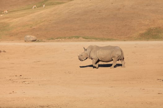 White African rhinoceros, Ceratotherium simum, is found in Africa along the grass planes and is now endangered